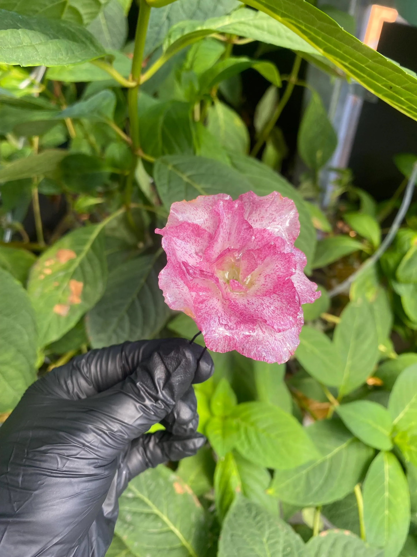 Pinker Weiß Rosa Azaleen Haarpin Haarstecker Haarkamm Haarschmuck