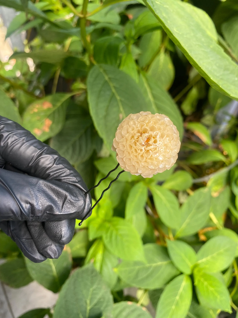 Cremeweiß Weißer Dahlia Haarstecker Haarpin Haarkamm Haarschmuck