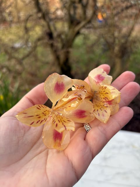 Alstroemeria Inkalilien Ohrringe 18k