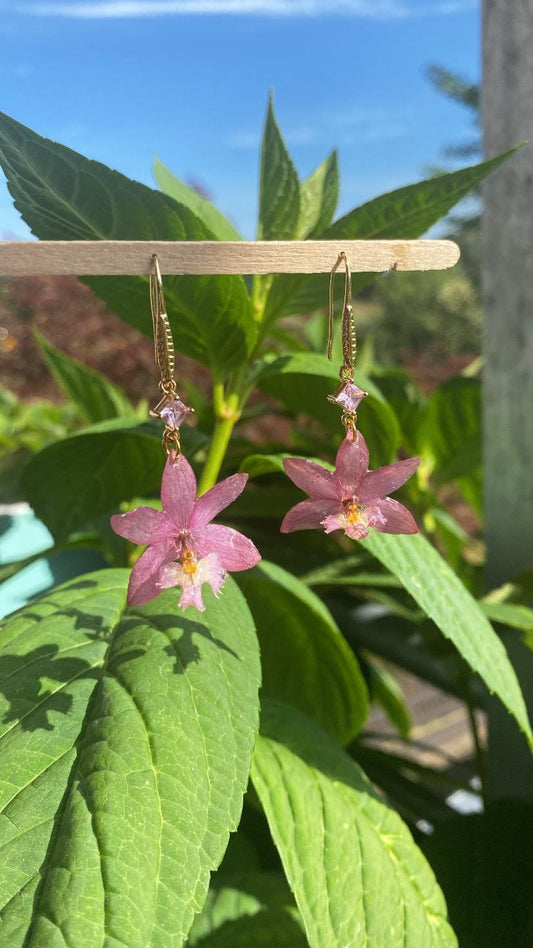 Pink Epidendrum Nordic Fire Orchid Earrings 18k Gold