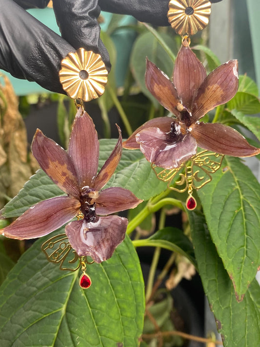 Dark Brown Zygopetalum Orchid Earrings Studs Stainless Steel Butterfly